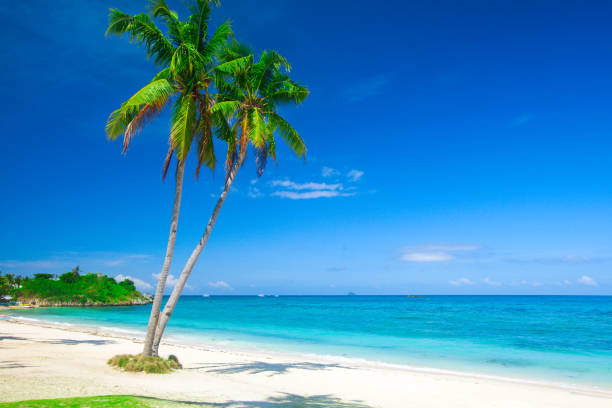istock tropical beach with coconut palm 695762896