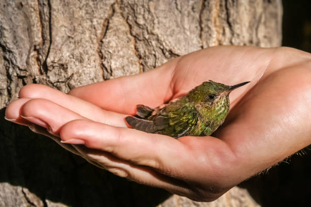 istock Little green hummingbird 695762918