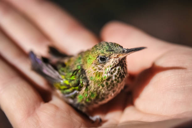 istock Little green hummingbird 695762928