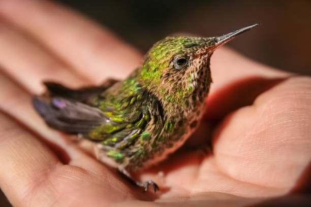 istock Little green hummingbird 695762992
