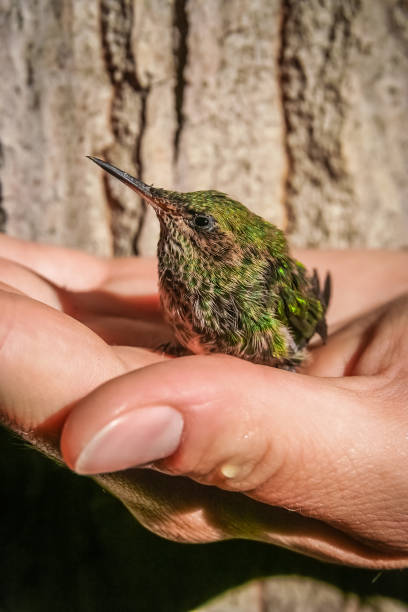 istock Little green hummingbird 695763014