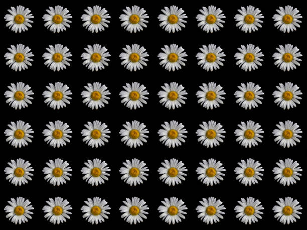 Collage of chamomile flowers on a black background