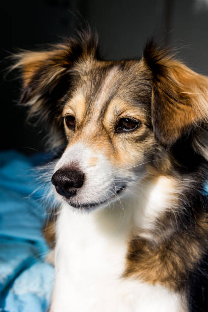 istock Dog is paying attention to something, cute dog 695763640
