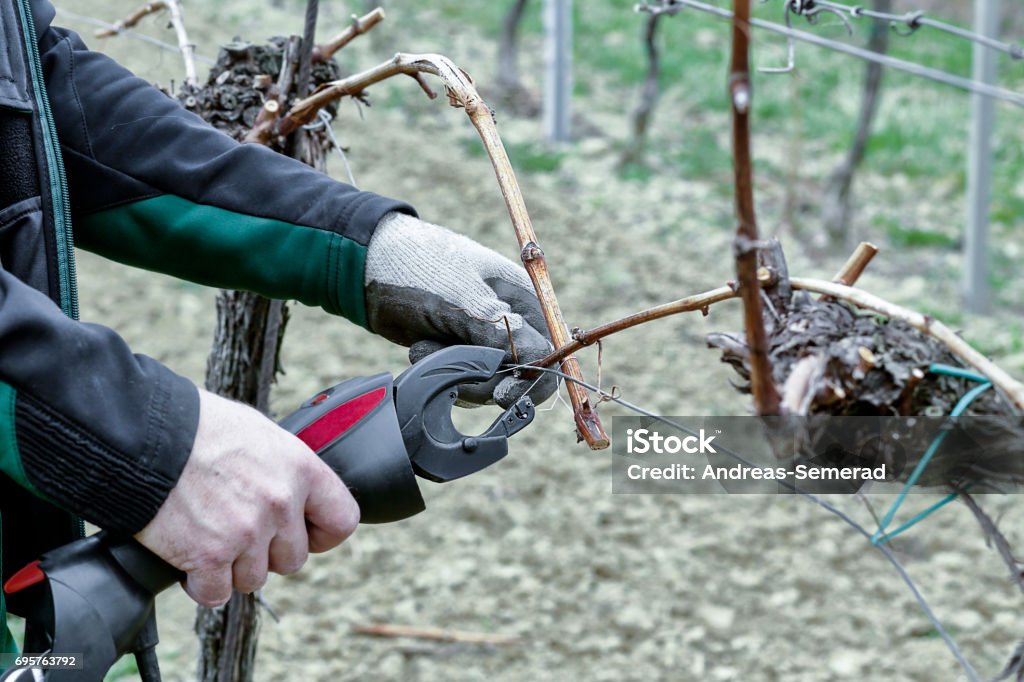 Arbeiten in den Weingarten - Lizenzfrei Ast - Pflanzenbestandteil Stock-Foto