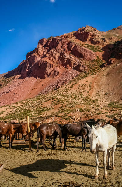 istock White horse argentinian Andes 695763986