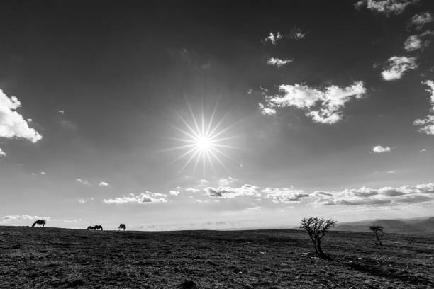 istock Sunstar with horses and plants 695764258