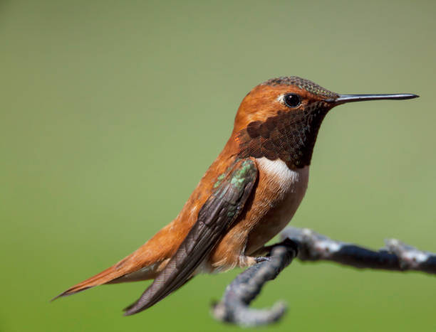 istock Rufous Hummingbird on a stick. 695764578