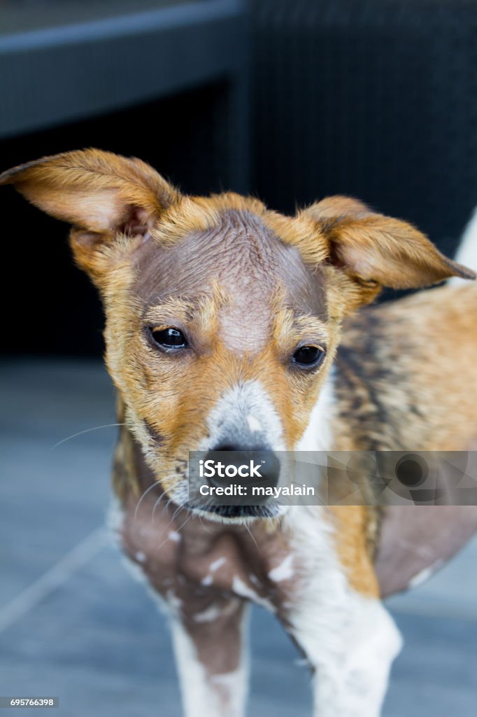Sad Dog With Alopecia No Hairs Stock Photo - Download Image Now - Dog,  Alopecia, Hair Loss - iStock