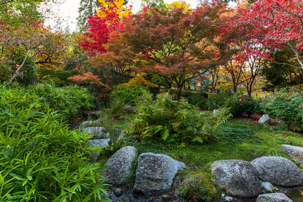 istock Autumn Japanese garden 695770268