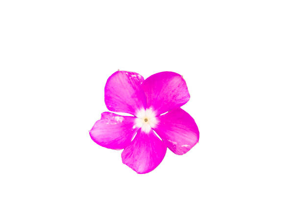 istock pink flower in white isolated with clipping path 695776326