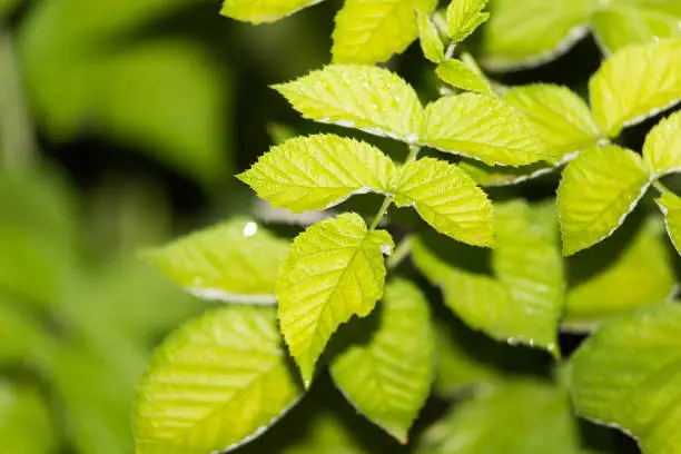 raspberry leaves after rain