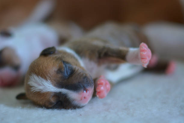 nowo narodzony amerykanin staffordshire terier szczenięta spanie - newborn animal zdjęcia i obrazy z banku zdjęć