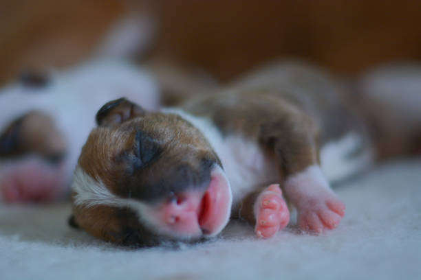 istock Newborn American Staffordshire Terrier Puppies Sleeping 695783566