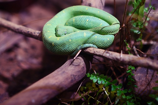 A green viper curled up on a tree branch.