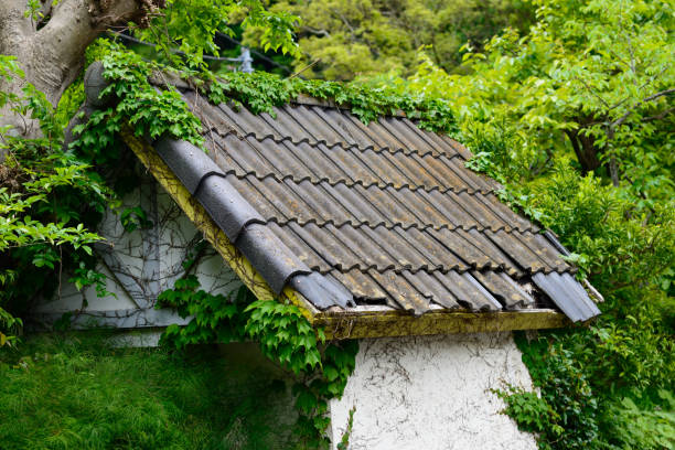An abandoned small building being slowly taken over by nature.