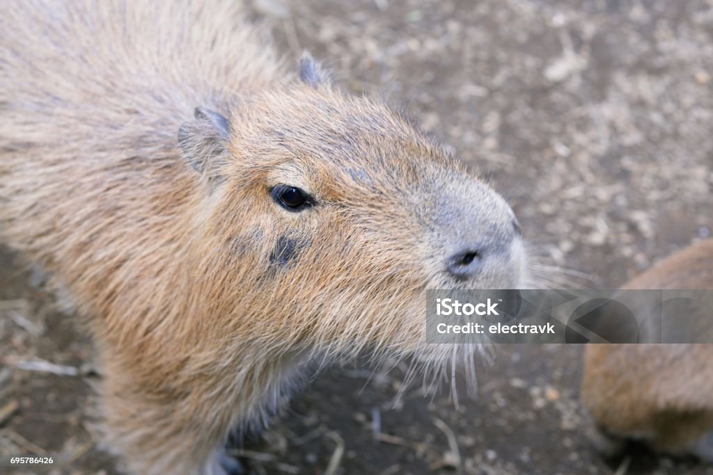 Capybara In Camera Capybara Looking At The Camera Stock Photo - Download Image Now - 2016 ...