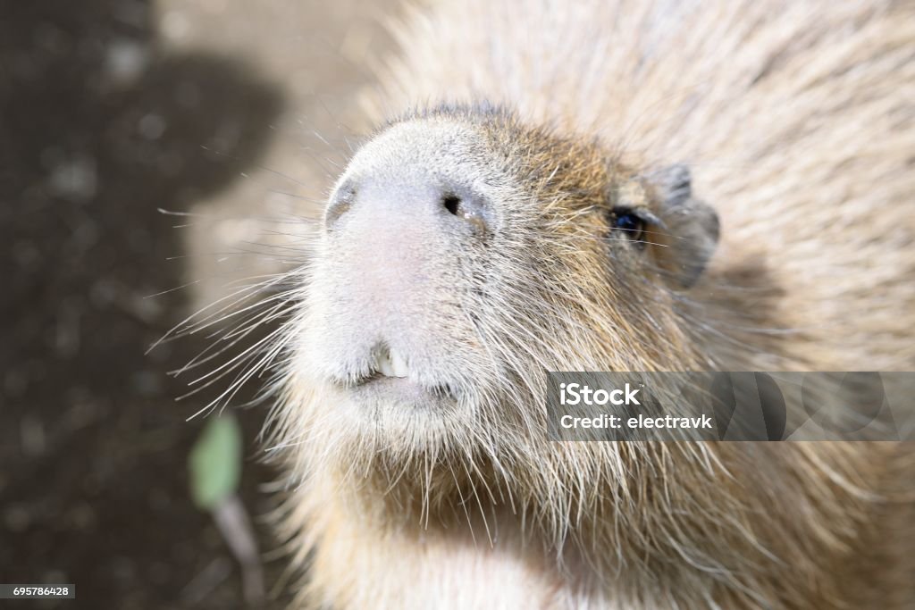 Capybara In Camera Capybara Looking At The Camera Stock Photo - Download Image Now - 2016 ...