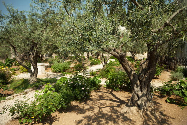 Garden of Gethsemane Garden of Gethsemane in Jerusalem kidron valley stock pictures, royalty-free photos & images