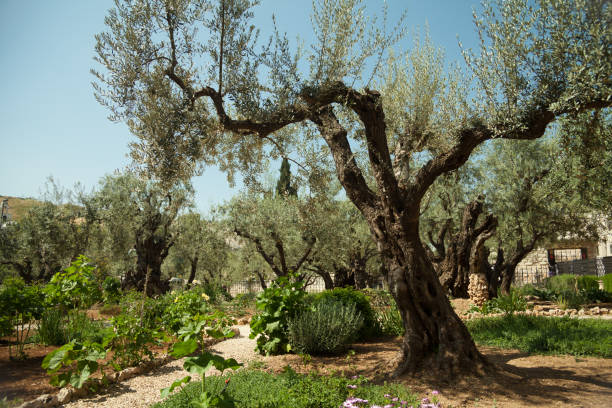 Garden of Gethsemane Garden of Gethsemane in Jerusalem kidron valley stock pictures, royalty-free photos & images