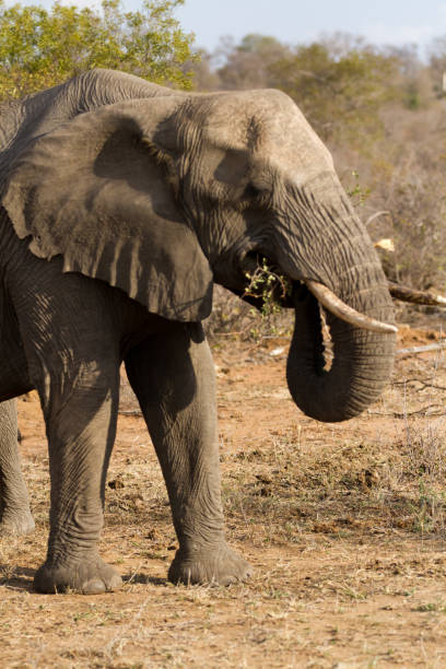 istock elephant drinking and eating in the kruger national park 695795688