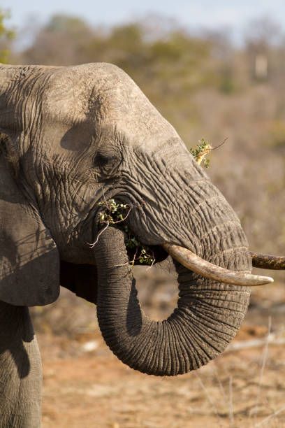 istock elephant drinking and eating in the kruger national park 695796322