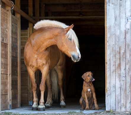 Horse and a rhodesian ridgeback puppy posing together.