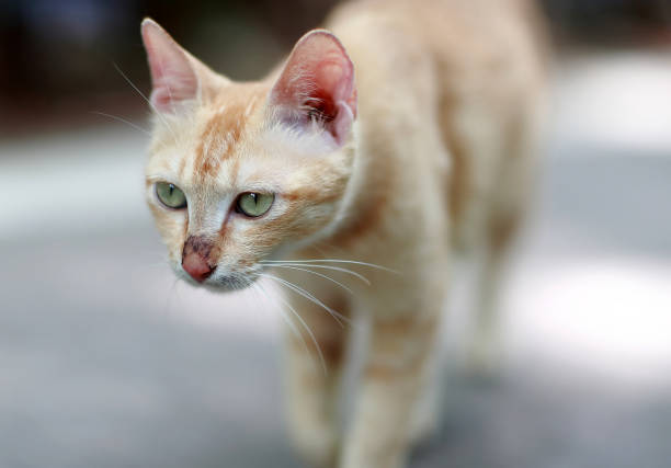 istock Cute cat enjoying his life 695799700