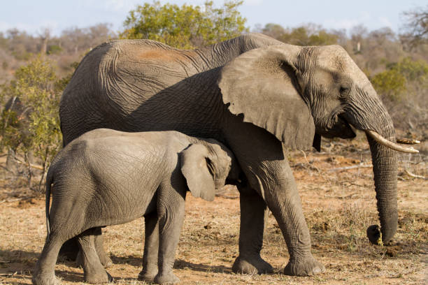 istock elephant drinking and eating in the kruger national park 695800038