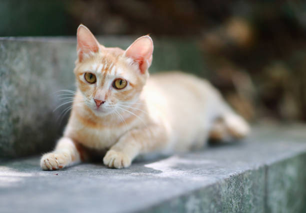 istock Cute cat enjoying his life 695800126
