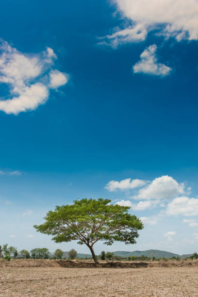 istock big tree in the field and blue sky background 695803644