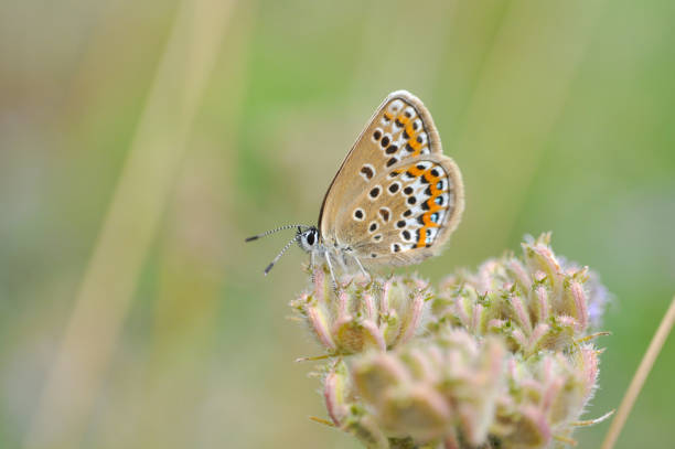 istock Plebejus argus, Silver Studded Blue butterfly on wild flower with  a green background. 695806434