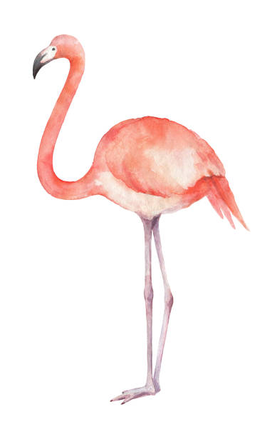 istock Watercolor of pink flamingos isolated on a white background. 695806628