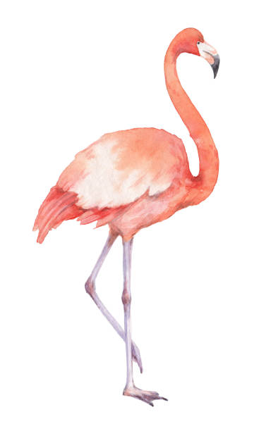 istock Watercolor of pink flamingos isolated on a white background. 695806630