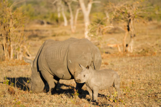 istock white rhino and her cub strolling in the kruger park 695806688
