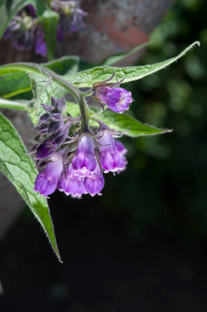 istock Symphytum officinale, woundwort blossoms closeup 695810234