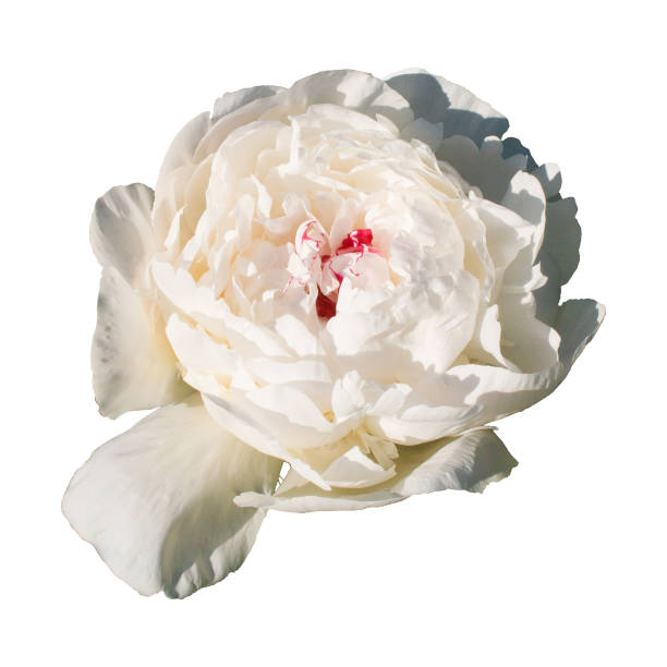 istock Blossoming white peony  isolated on white background 695810672