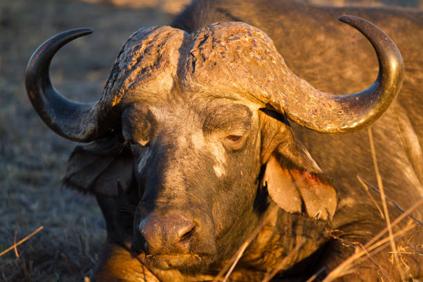 istock buffalos in the kruger national park 695813590