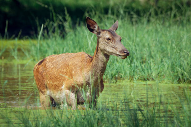 istock Hind walking in shallow water on sunny day in spring 695818426