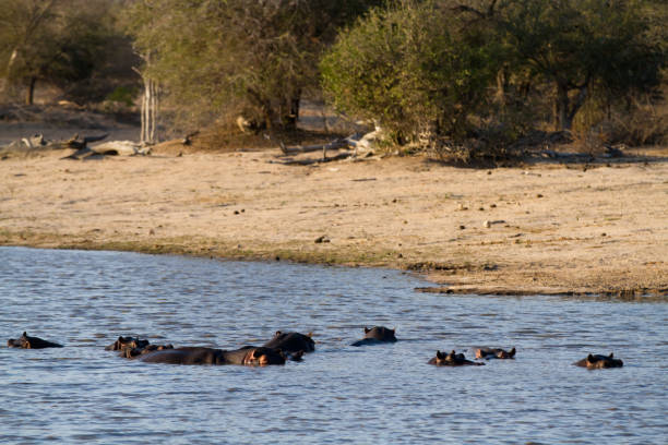 istock hippos in the water 695821612