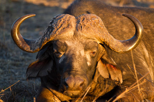 istock buffalos in the kruger national park 695822746