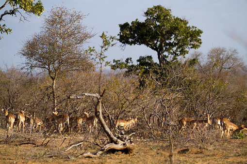 herbivors in the savannah of kruger national park