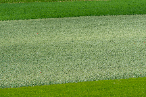 tractor tracks in green field
