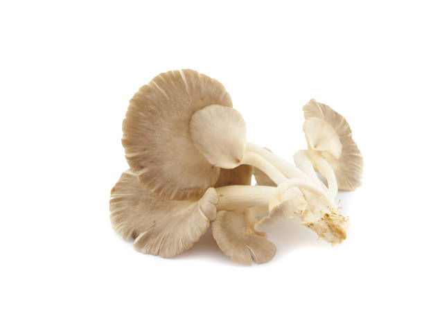 istock Fresh mushroom on white background 695828944