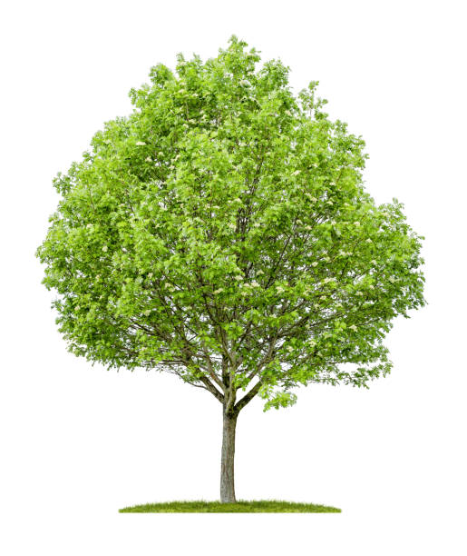 istock An isolated service tree with fruits on a white background 695831380