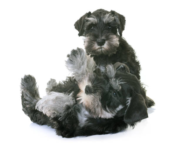 istock puppies miniature schnauzer 695831794