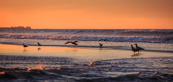 Birds early morning on the oceanfront. Atlantic Ocean coastline near New York in the area of Rockaway Park