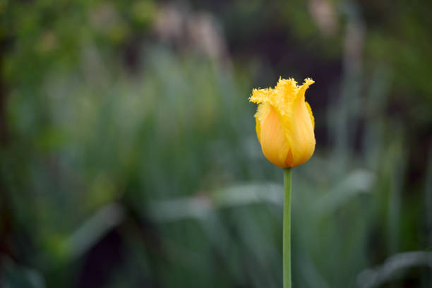 Yellow tulip close-up in a home garden.