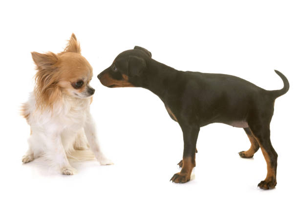 istock puppy manchester terrier and chihuahua 695835266