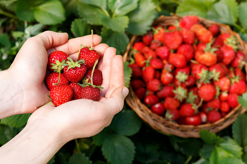 Fresh strawberries closeup. Girl holding strawberry in hands on background basket with berries. Top view