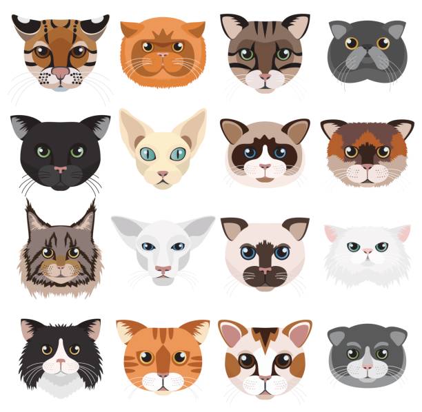 ilustraciones, imágenes clip art, dibujos animados e iconos de stock de los gatos cabezas iconos emoticonos vector conjunto. - bengals